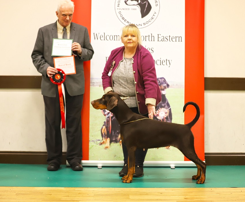 BCC NECDS Champ Show Nov22
